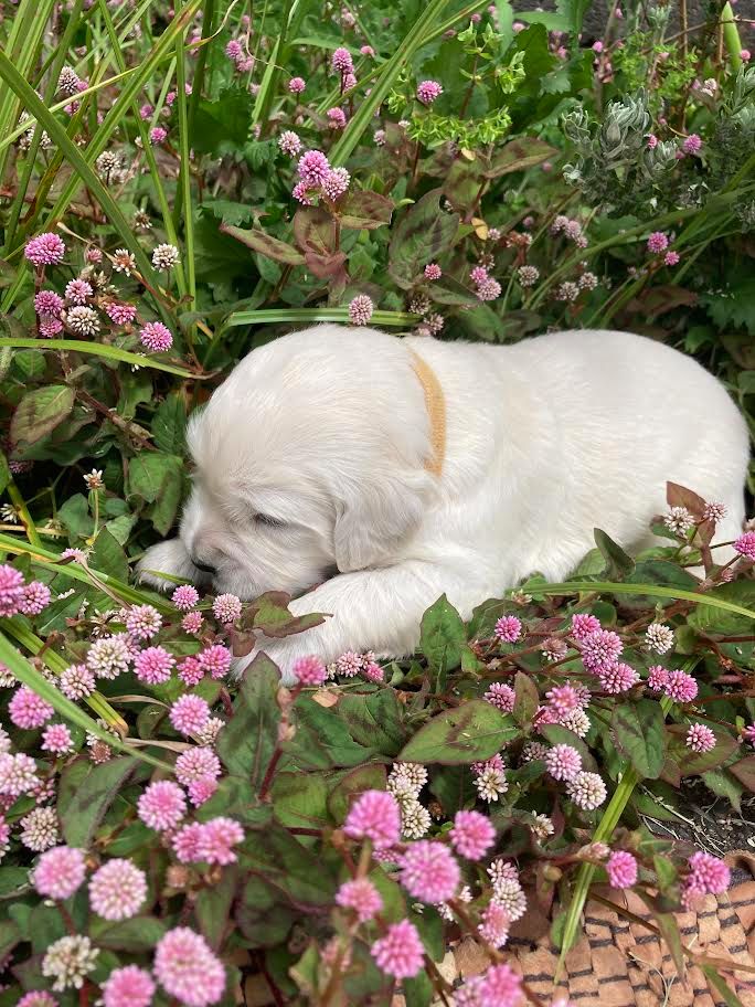 Du Joyaux Des Mascareignes - Les chiots ont trouvé une famille