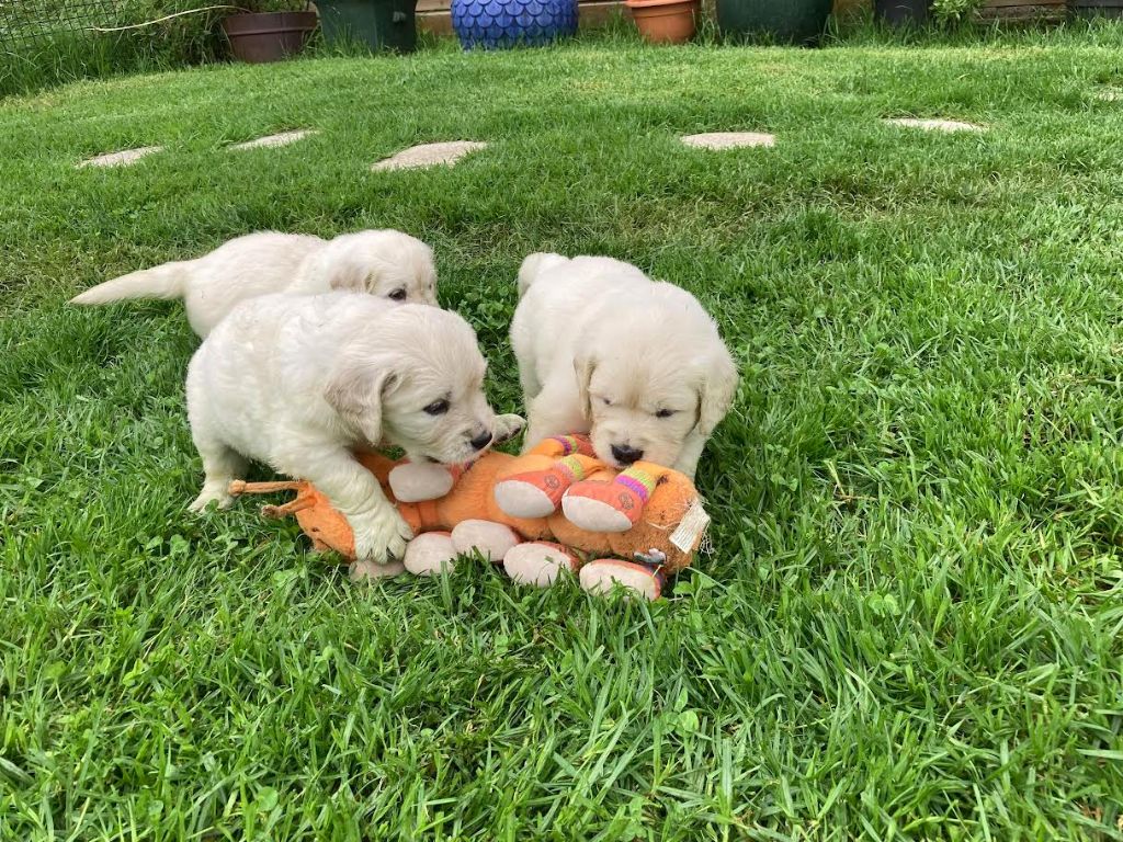 chiot Golden Retriever Du Joyaux Des Mascareignes