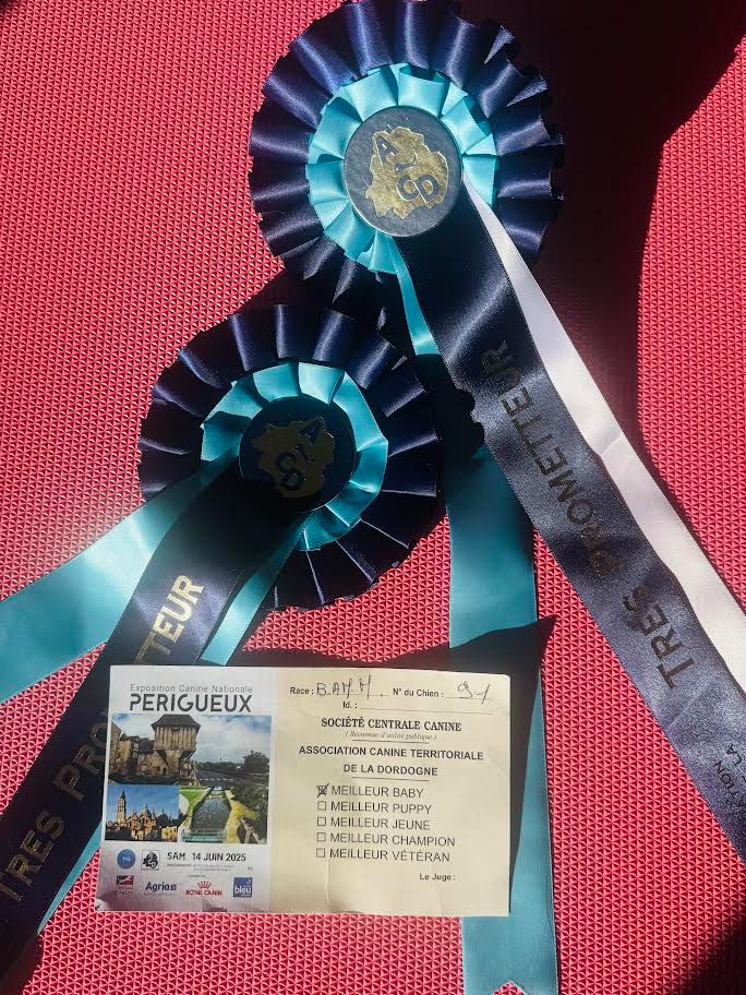 Périgueux 1er Meilleur Baby 14 Juin2025