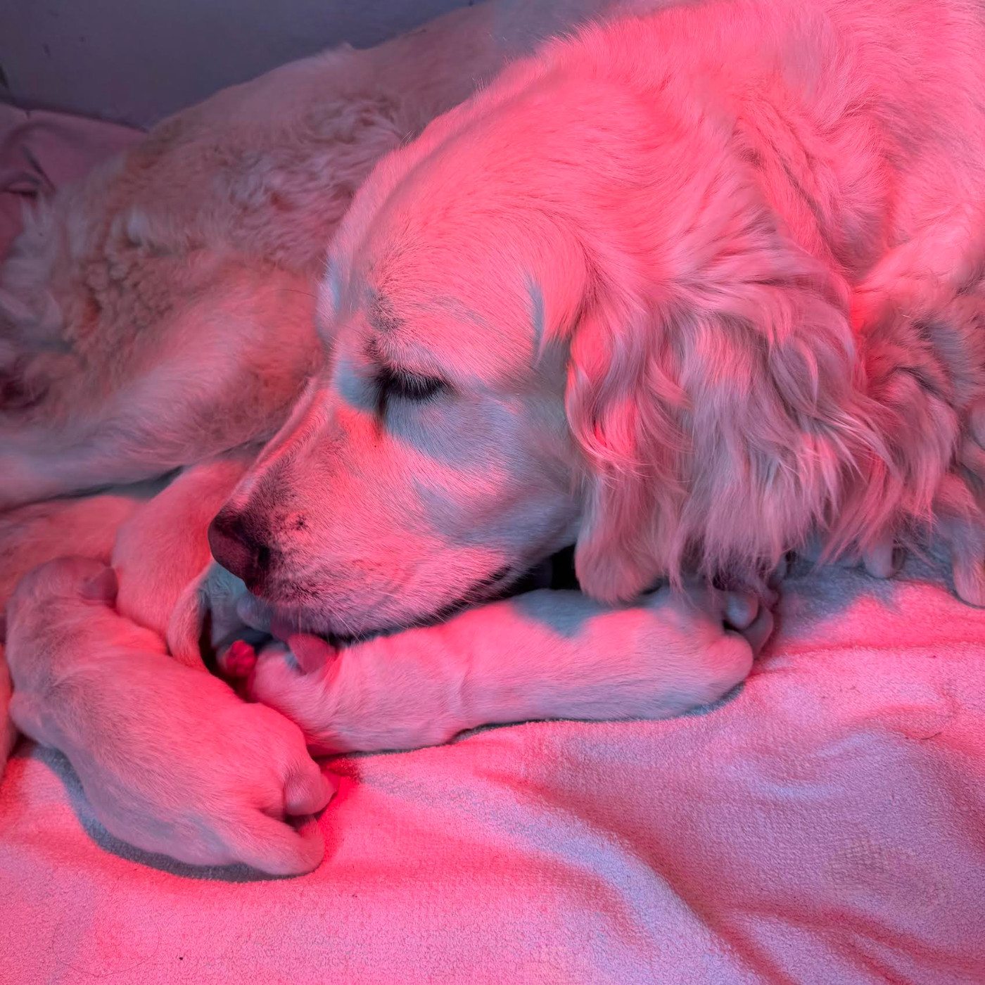 Du Joyaux Des Mascareignes - Naissance Vendredi 09Janvier 2026