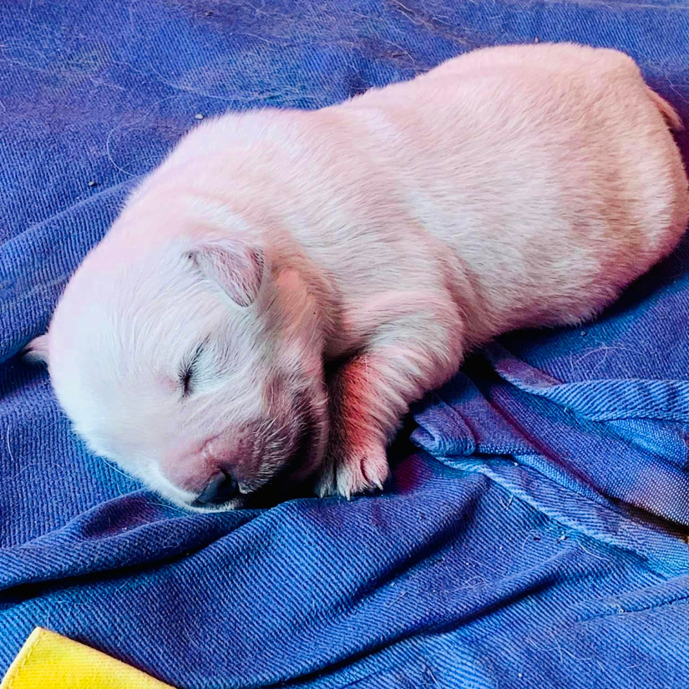 Les bébés ont 5 jours il reste 1 mâle et 3 femelles de diponible