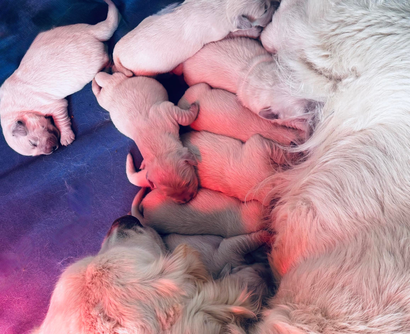 Les bébés ont 5 jours il reste 1 mâle et 3 femelles de diponible