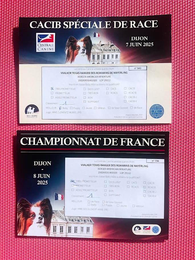 CACIB SPECIALE DE RACE 07 Juin 2025