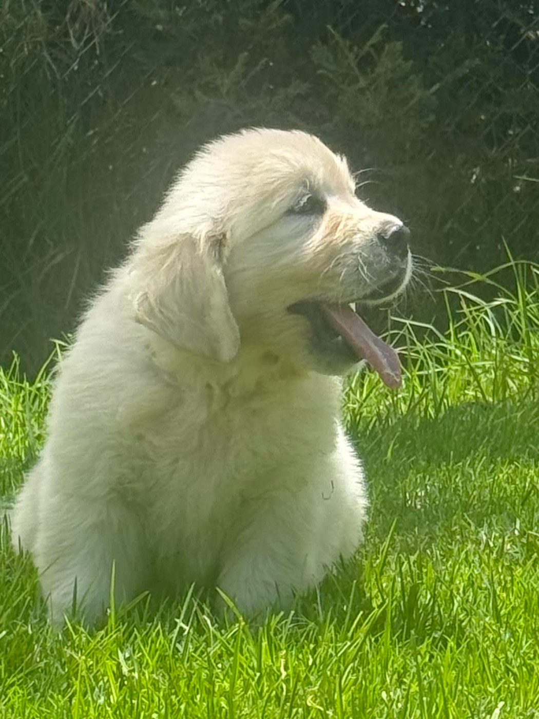 Du Joyaux Des Mascareignes - Golden Retriever - Portée née le 09/01/2026