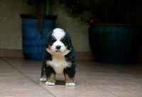 CHIOT