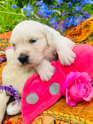 CHIOT 6 collier bleu