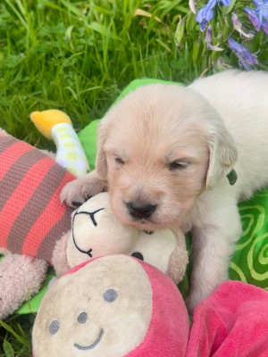 CHIOT 9 collier vert