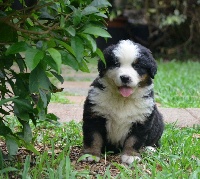 CHIOT