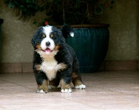 CHIOT